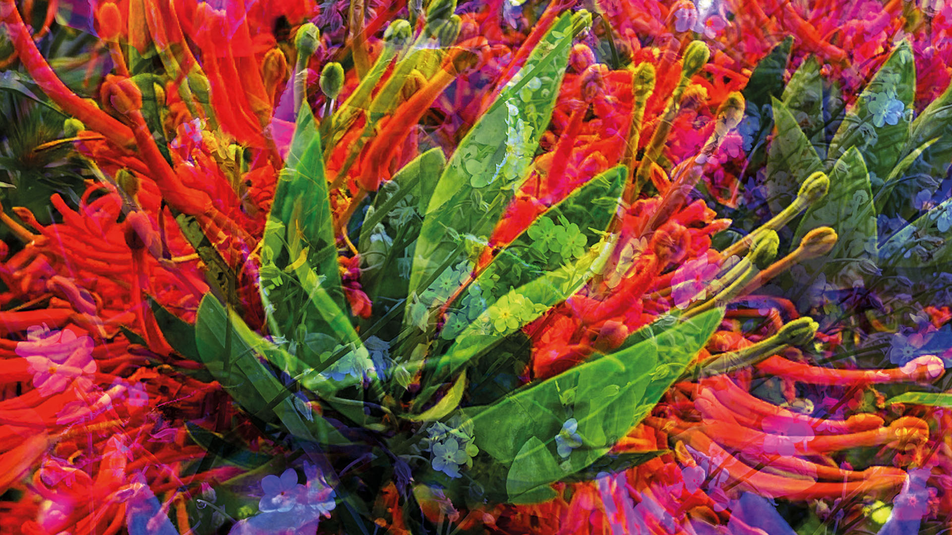 EDITORIAL 06 PEWÜ <br>“Saberes y sabores” por Folil Zomo </br>